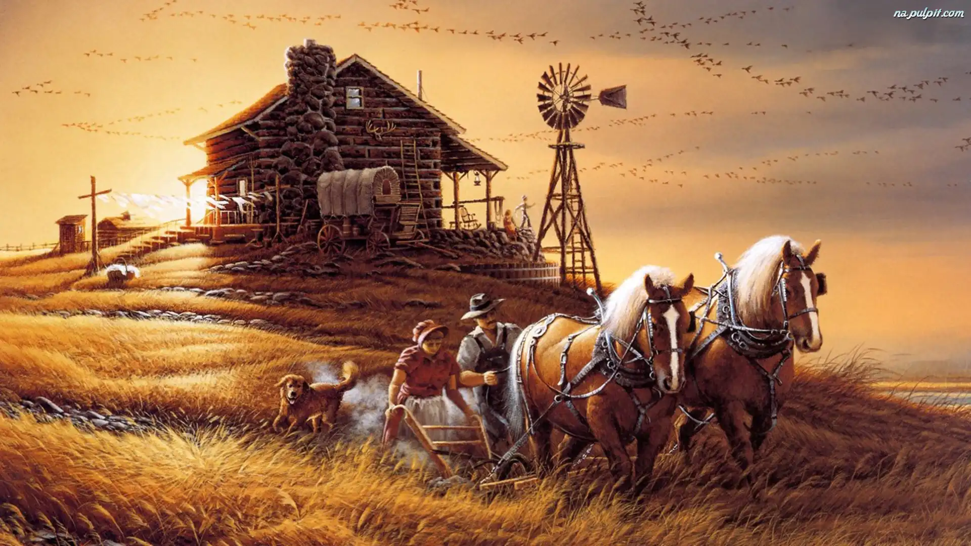 Uprawa, Domek, Pole